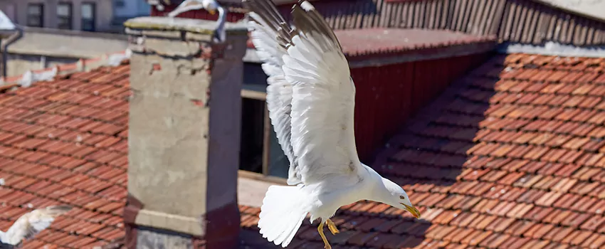 Residential Chimney Animal Removal Solution in Sayville, NY