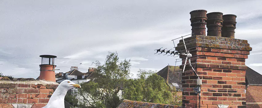 Chimney Cleaning And Restoration in Sayville, New York